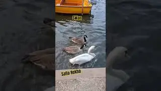 Swan,love and friendship💜💖🌺☘️❤️💜💚💙🧡🕌🦢🦢🐍 #Swan #love #friendship