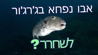 זה לא סבידה . זה אבו נפחא ושחרור
