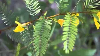 Nature in a Minute, Episode 7 - Partridge Pea