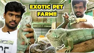இதையெல்லாமா வீட்டில வளர்க்கறாங்க😳‼️ | exotic pet farm | iguana farm | snake farm | sugar glider farm