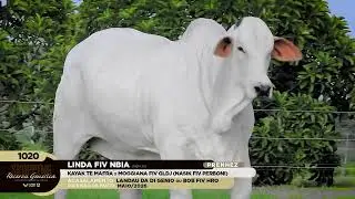 LOTE 1020   LINDA FIV NBIA   NBIA 15 zap