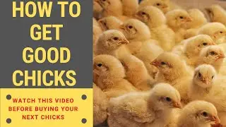Must Watch! How to Source or Get Very Good Chicks.