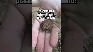 This adorable Toad betrayed me&hellip; and peed on my hand!  #frog #toad #nature #animals #wildlife #cute