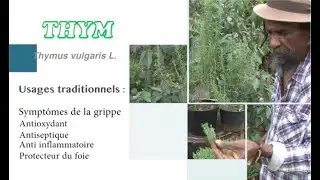 Zerbaz Pei | THYM | Thymus vulgaris L.