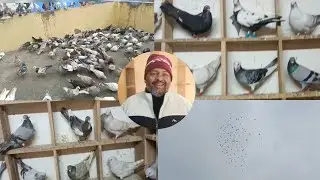 Ustad Kapil talim kalifa Vicky ka shok 🔥❤️#pigeon #kabootar #lover #kabutar 