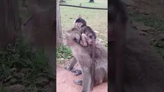Davy Baby Monkey stories 112#monkeybabyvideo  #babymonkey #babymonky #mongkey
