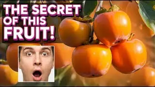 The Secret Superfood for Instant Energy (that nobody is talking about)