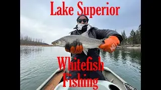 Lake Superior Whitefish Fishing