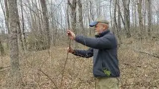 Dead Honeysuckle from last fall's herbicide treatment