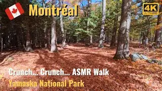 [4K][ASMR] Walking on Autumn Leaves 🍁 | Crunchy Leaf Sounds Only | #crunchy #autumnleaf #autumn