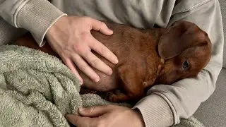Is this mini dachshund trying not to breath?