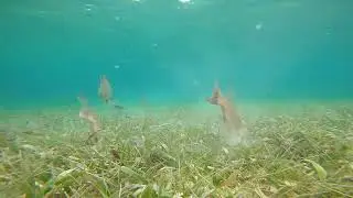 Big HogFish Feeding