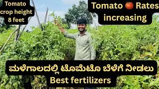 Rainy Season Tomato Fertilizer Guide | Use 0:52:34, 0:42:42, Potassium Schoenite & Thiosulfat