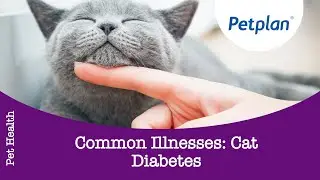 Cat Illness: Signs of Cat Diabetes - Petplan