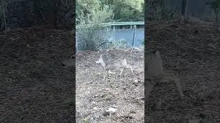 Baby Deer Visits Our Yard 🦌 Tiny Sprint When She Gets Spooked