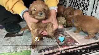Gracy’s Spring Puppies
