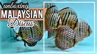 UNBOXING MALAYSIAN DISCUS | HIGH QUALITY DISCUS