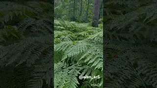 #forest #rainsounds #rain #rainintheforest