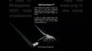 A rare deep-sea lobster species called Dinochelus ausubeli. #NatureFacts #AnimalFacts #WeirdNature