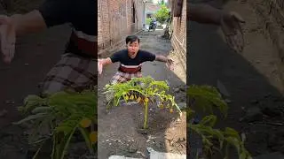 Pohon Emas Bikin Cepat Kaya Raya #emas #logammulia #ajaib #coklat #shorts #idulfitri