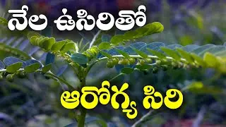కాలేయ, చర్మ సమస్యలకు అద్భుత ఔషధం - నేల ఉసిరి || Nela Usiri - Health Benefits || Natural Health