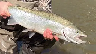 A Glimpse of Spring Steelhead!