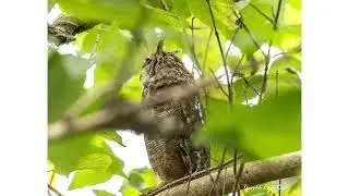 Birding The Gambia November 2024 Part 1