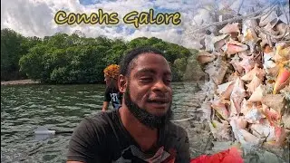 Kayaking into a Bed of Conchs, Conch Galore