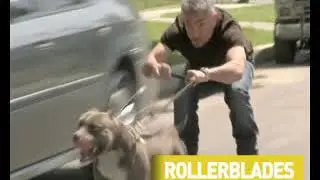 Dog Whisperer - National Geographic Commercial