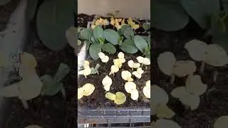 Okra seedlings problem. Does someone know why my okra seedlings are yellow? #okra