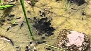 Tadpole Hunt on Beaver Island