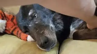 NURSING WOUND Of Large Black Phase Wolf Astroboy 