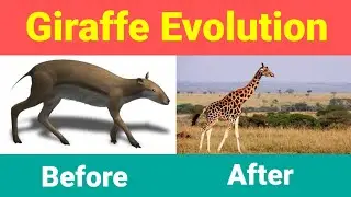 Giraffe Evolution🦒