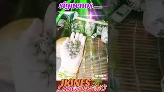 IKINES🌴#youtuber#youtubeshort#youtube#youtubeshorts#ytshorts#yt#ytshort#youtubevideo#youtubechannel