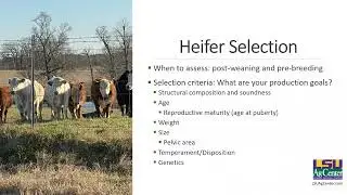 Commercial Replacement Heifer Selection and Development – Beef Brunch Educational Series
