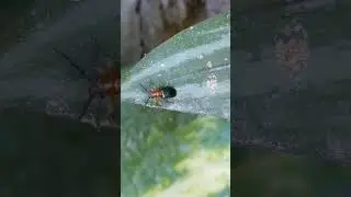 insect in the garden 🏡#insectlife #insectvideo#hopper