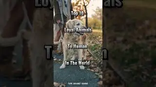 Top 10 loyal animals to human in the world #animals #animal #animalhumanbonding #viral