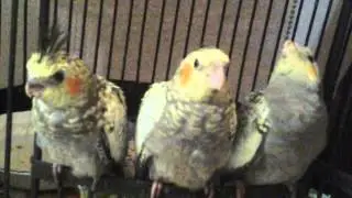 Baby birds growing fast