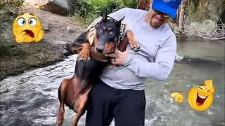 You Can’t Stop Laughing At These Dogs 🤣 FUNNIEST DOGS Video 2026