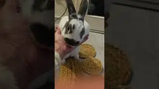 #bunnystory #mybunny #2026goals #rabbit #lovestory