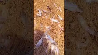 The farmed fish in the countryside is very beautiful.