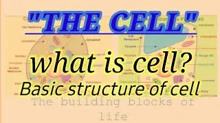What is Cell | Basic Structure of Cell