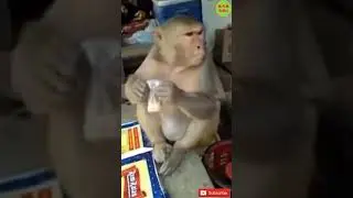 Monkey Having Tea looks so funny|Tea Time|Monkey Drinking Tea in Glass