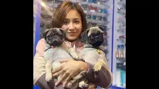Pug Life Compilation 🐶The Cutest Moments in One Video #dogshorts #puppy #motherdog #puglife #dog 