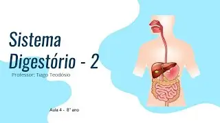 sistema digestorio 2