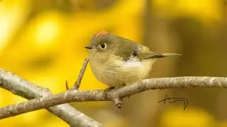 Ruby-crowned Kinglet on a fall day in Maine. Video and photos Oct-23