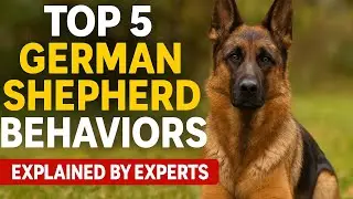 Top 5 German Shepherd Behaviors Explained by Experts | Must-Know GSD Traits for Owners