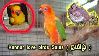 Kannur Love Birds Sales in Dharmapuri  / Kannur Birds Fram Tamil Nadu / Love Birds /Birds