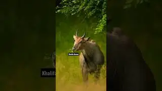 nilgai, bluebuck#beautiful #youtubeshorts #khalifausman