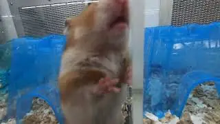 GH036384 | Live Rats, Mouses, Guinea Pigs, Hamster and Prices at Petco Store in Orlando 2024 animals